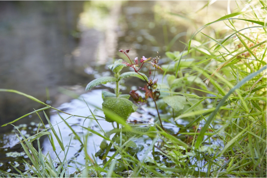 Lavoir