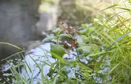 Lavoir