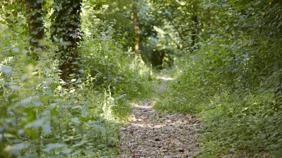 Sur les chemins